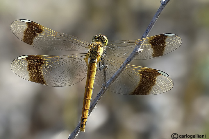 Sympetrum pedemontanum